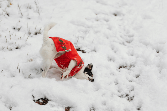 Wear sweater to keep dogs warm